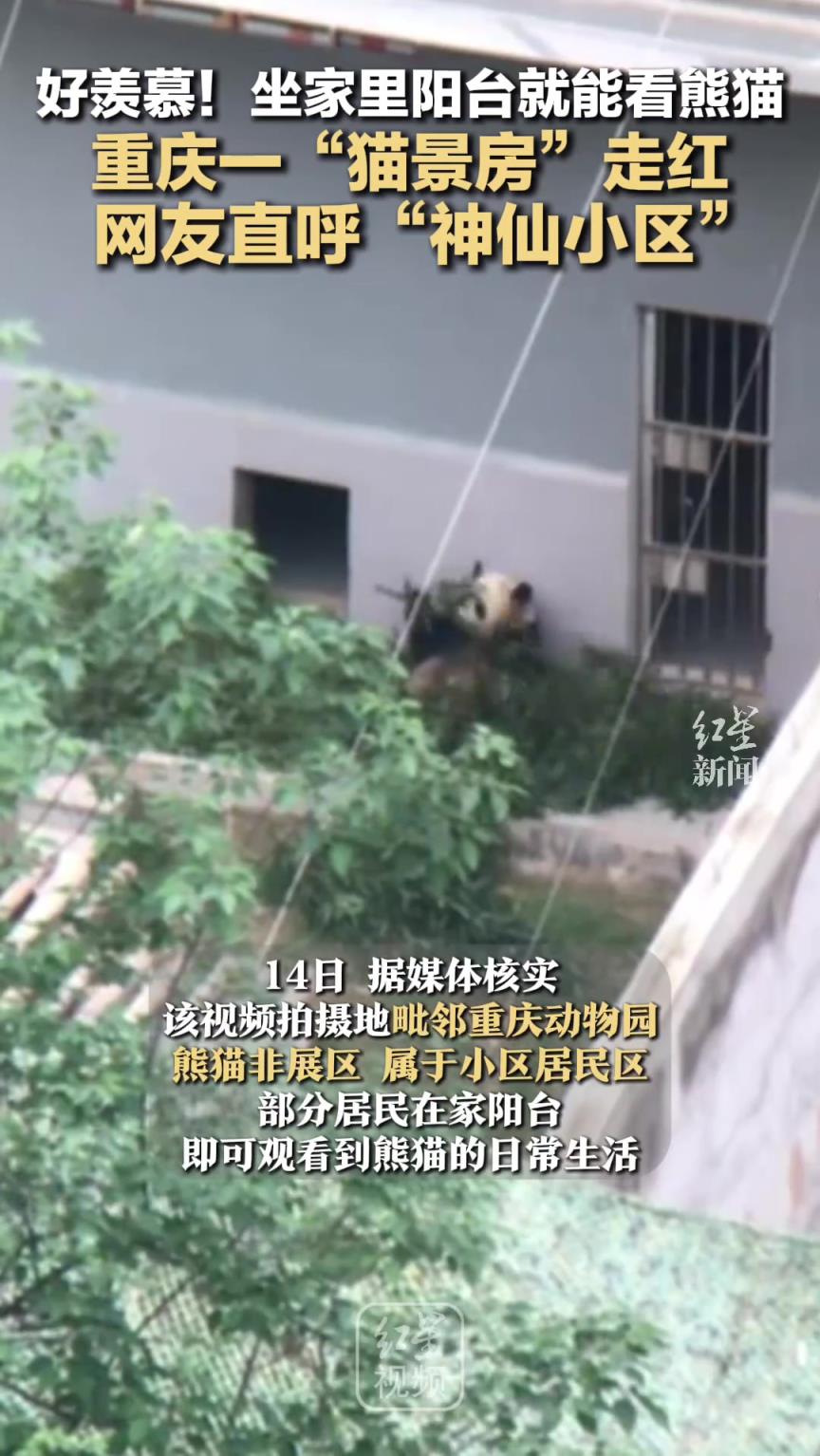 好羡慕！坐家里阳台就能看熊猫 重庆一“猫景房”走红