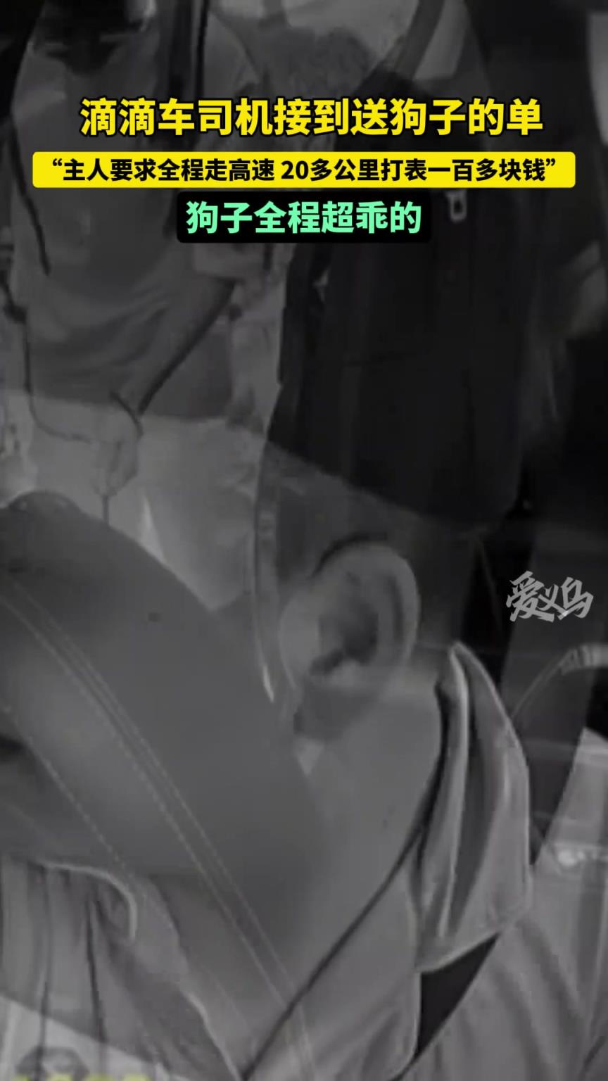 滴滴司机接单送狗子，全程要求走高速，狗子超乖！