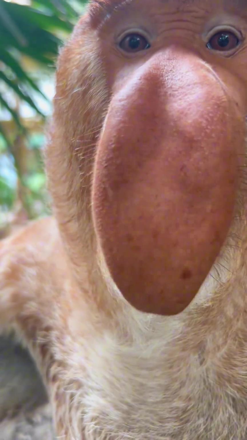 长鼻猴的叫声百听不腻