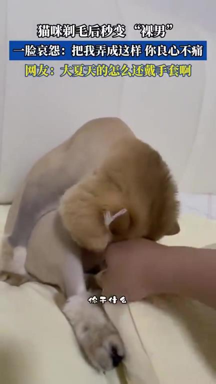 猫咪剃毛变“裸男”，一脸哀怨：把我弄成这样，你良心不痛？