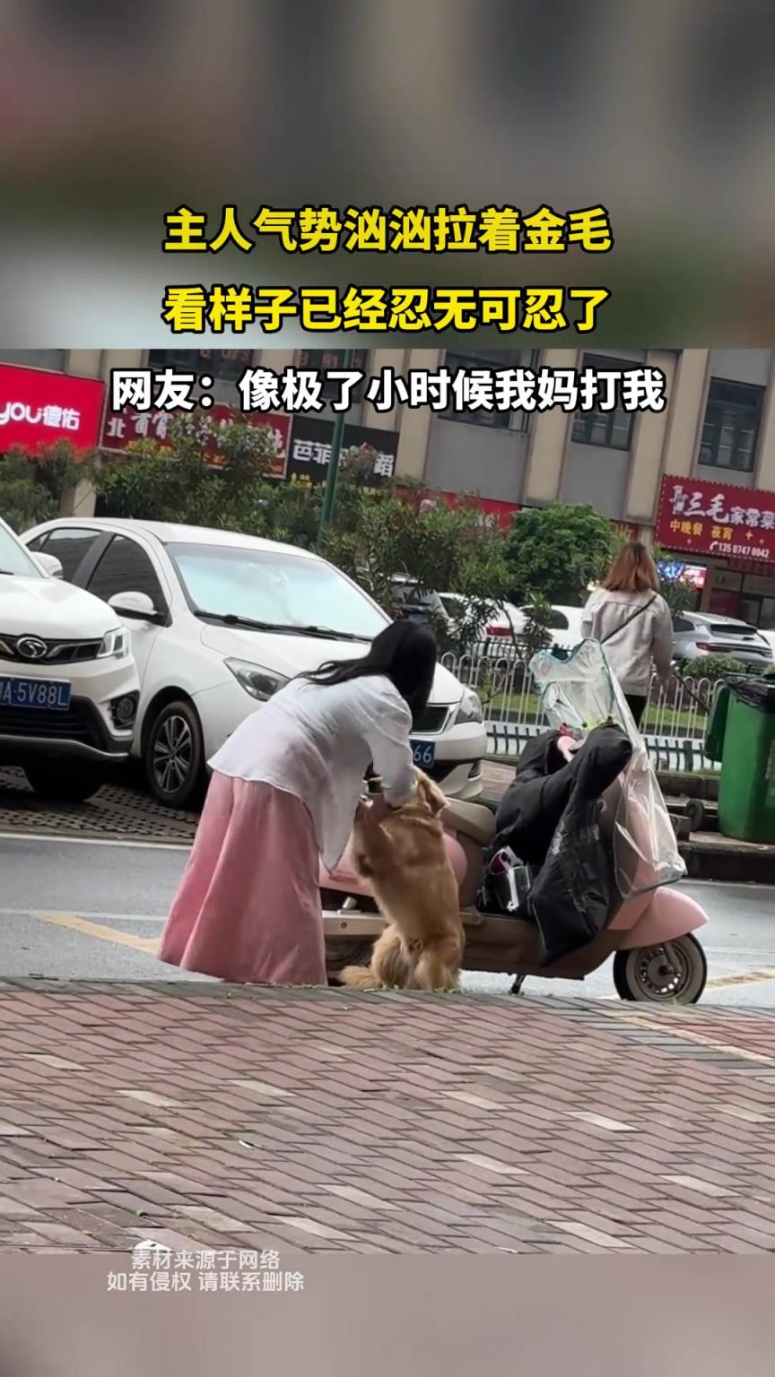 主人气势汹汹拉着金毛，看样子已经忍无可忍了