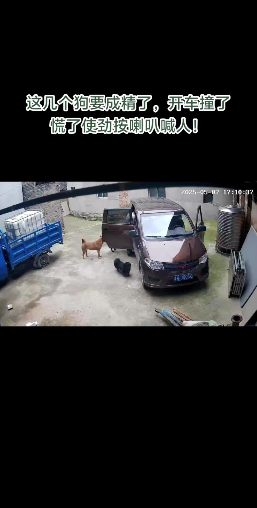 狗子把車撞了，主人看到后情緒真穩(wěn)定。
