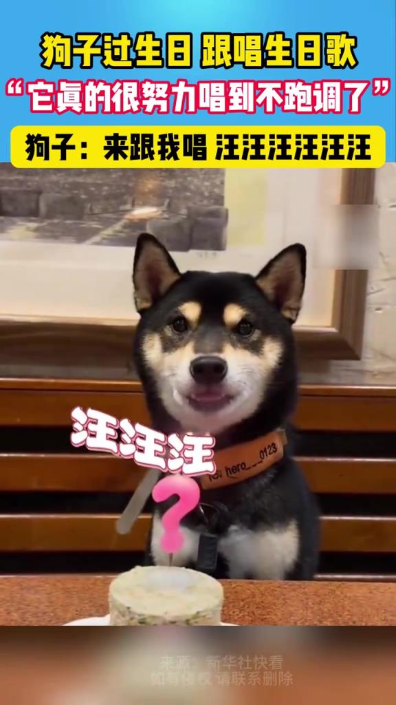 狗子过生日跟唱生日歌：它真的很努力唱到不跑调了