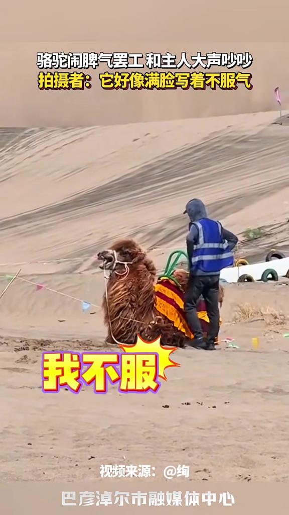 骆驼闹脾气罢工和主人大声吵吵