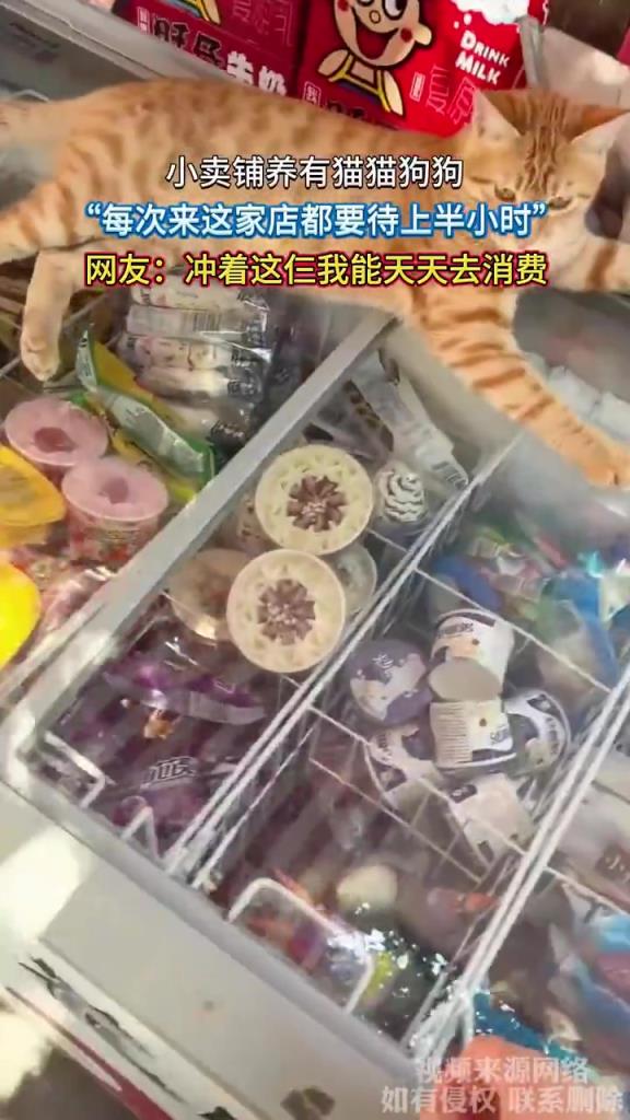 小卖铺萌宠吸客，猫狗成 “活体招牌” 引消费