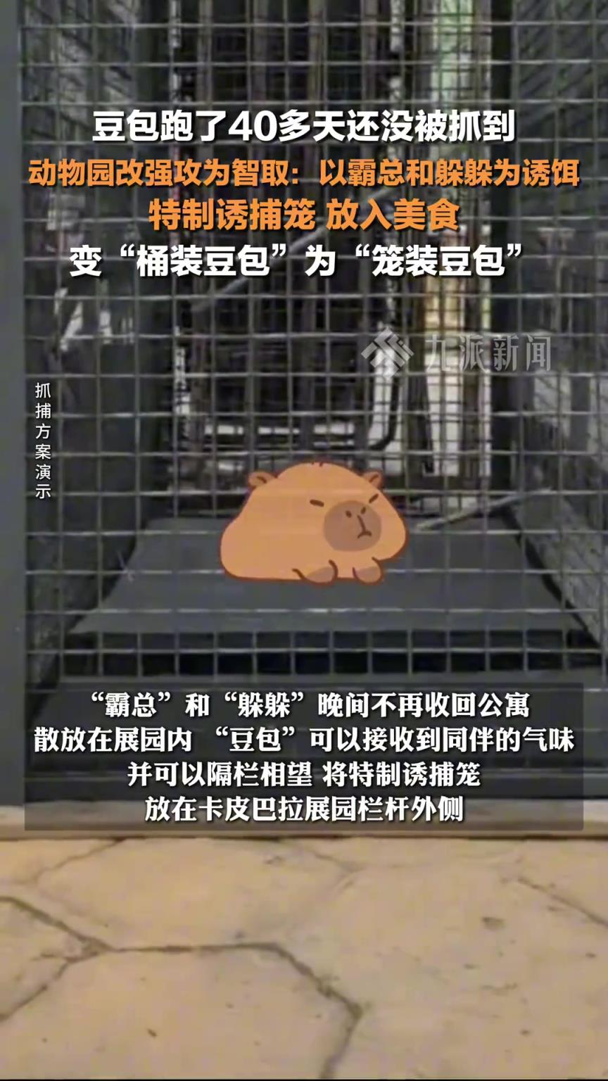 卡皮巴拉豆包出逃40多天动物园特制诱捕笼智取