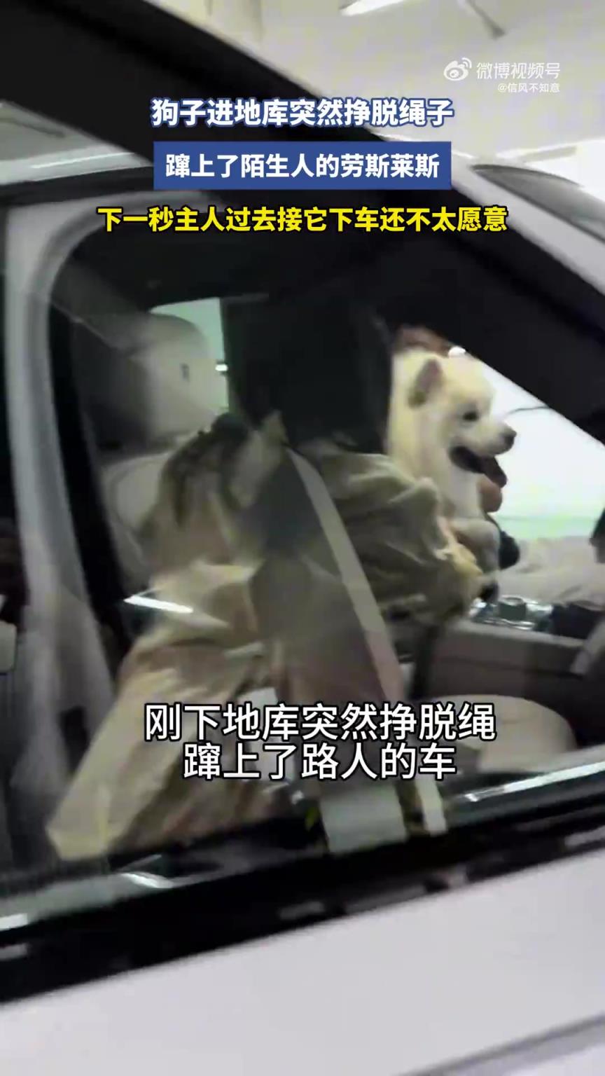 狗子进地库挣脱绳子，蹿上陌生人劳斯莱斯