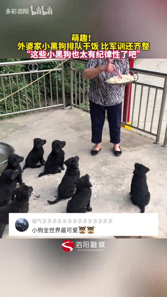 外婆家小黑狗排队干饭 比军训还齐整