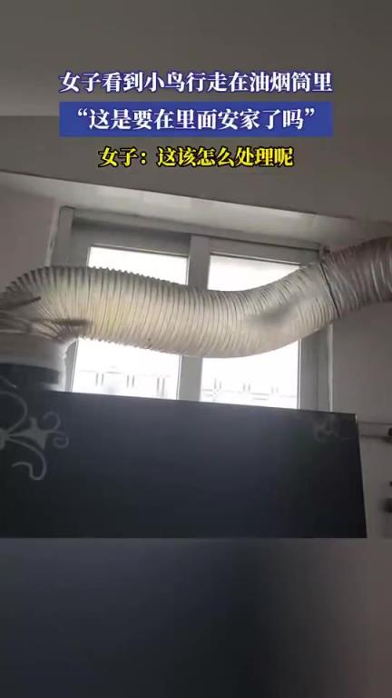 女子看到小鸟行走在油烟筒里，“这是要在里面安家了吗”