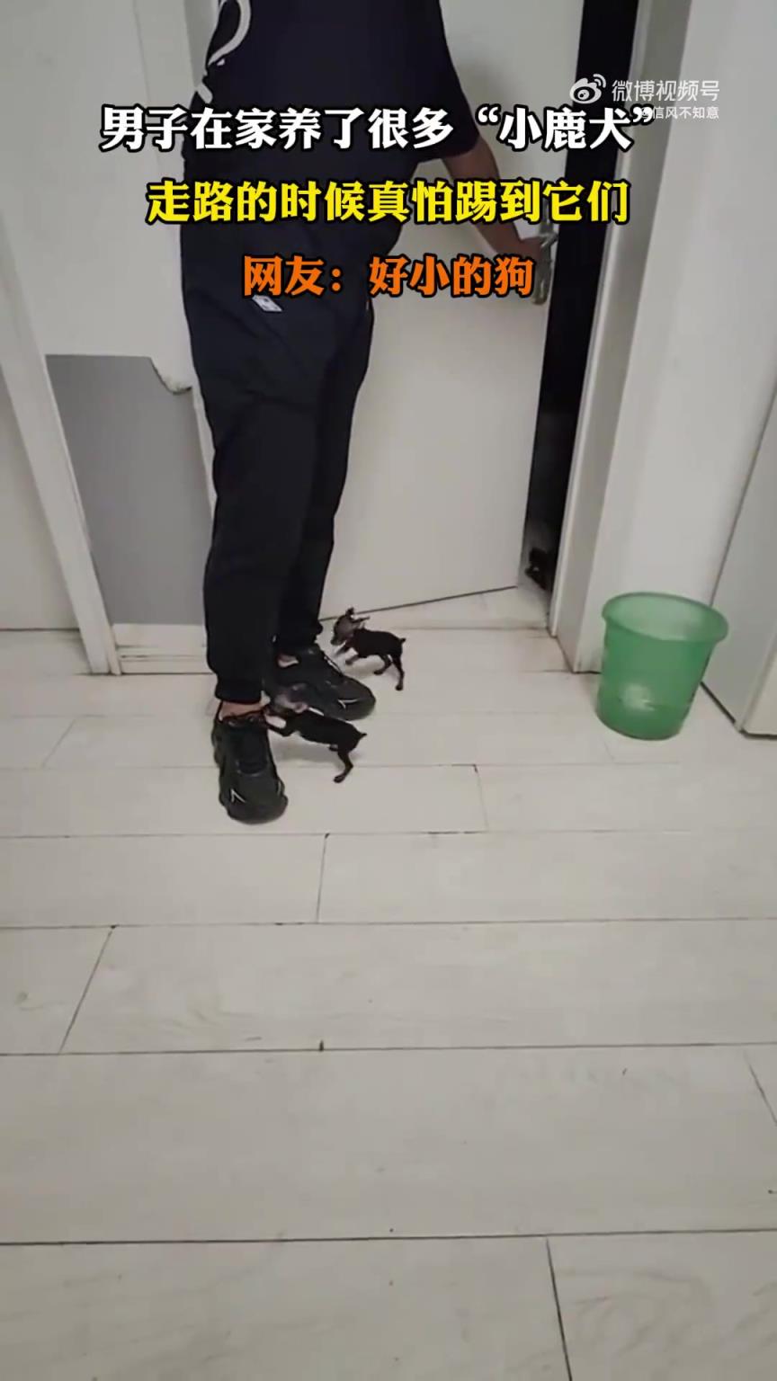 男子家中养多只小鹿犬，走路时生怕不小心踢到