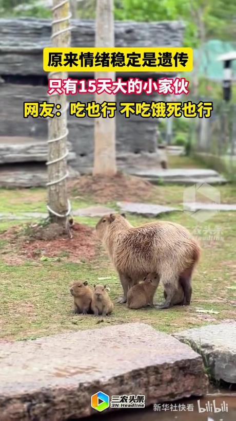 只有15天大的小家伙，原来情绪稳定是遗传