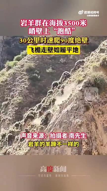 岩羊群在3500米峭壁“跑酷”，30公里时速攀爬90度绝壁
