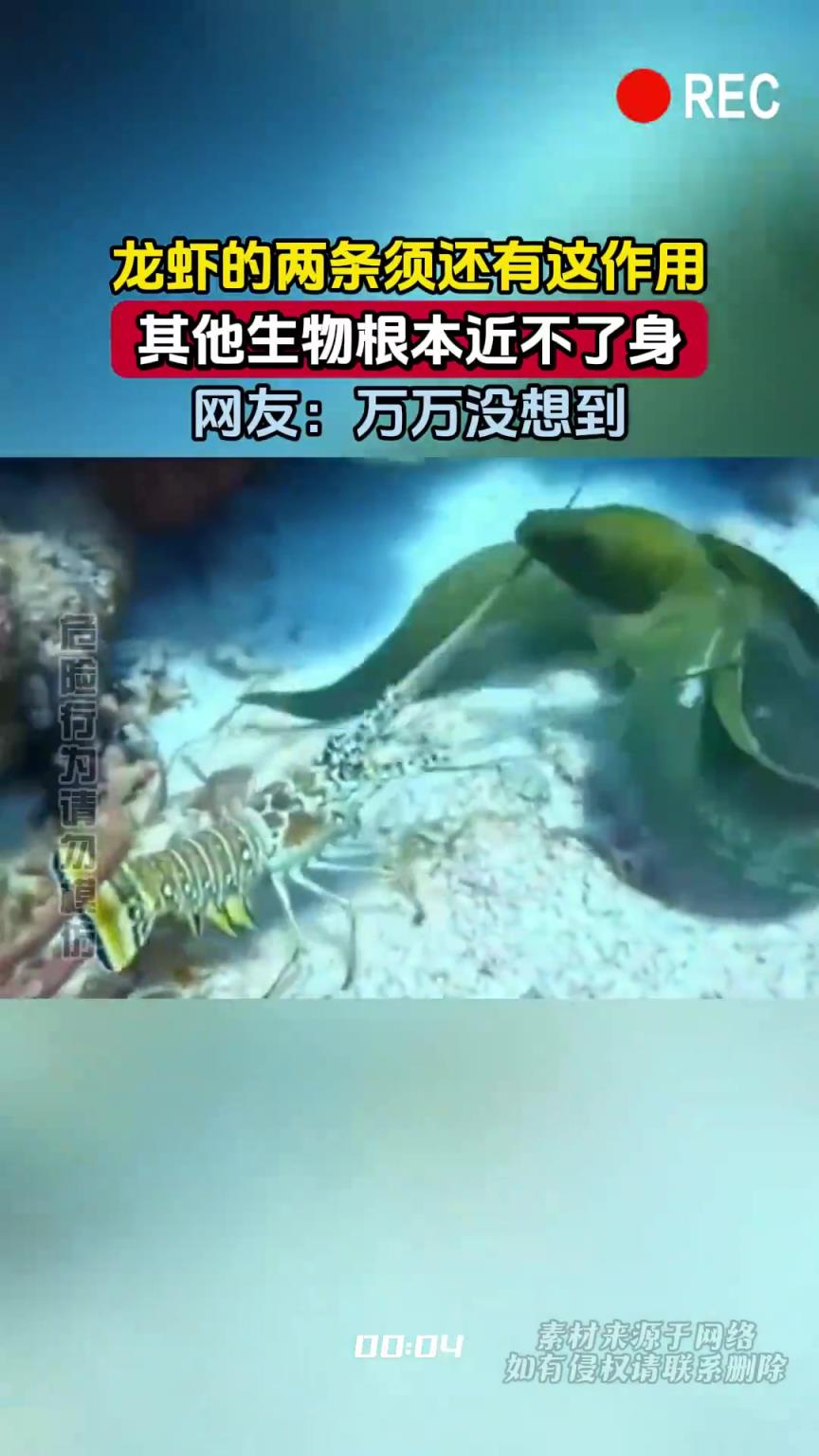 龙虾的两条须还有这作用，其他生物根本近不了身