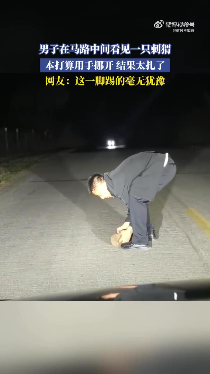 男子马路中遇刺猬欲用手挪开，却被其刺“劝退”