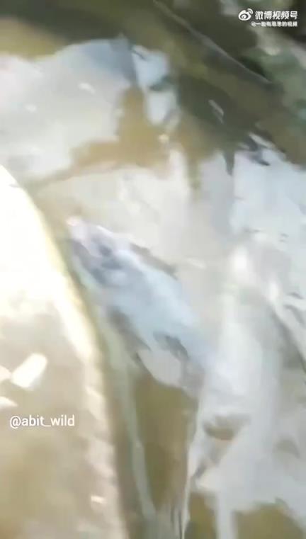 没有内脏的鱼仍能游泳