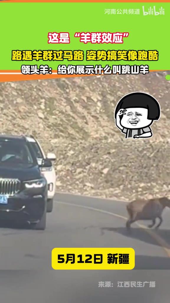 这是“羊群效应” 路遇羊群过马路 姿势搞笑像跑酷