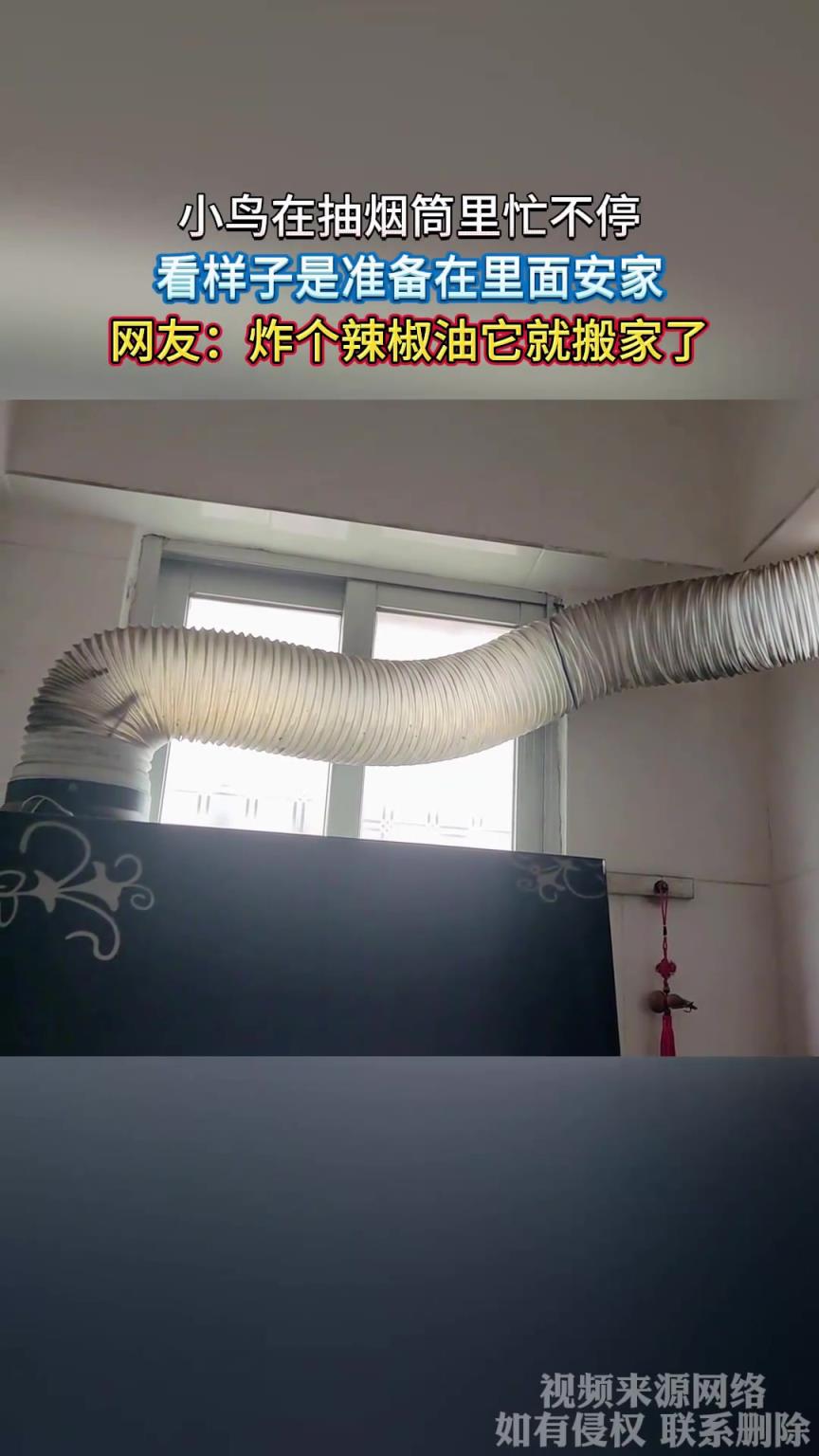 小鸟在抽烟筒里忙不停，看样子是准备在里面安家