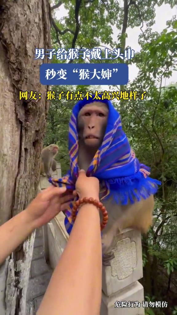 男子給猴子戴上頭巾,秒變“猴大嬸”!!!