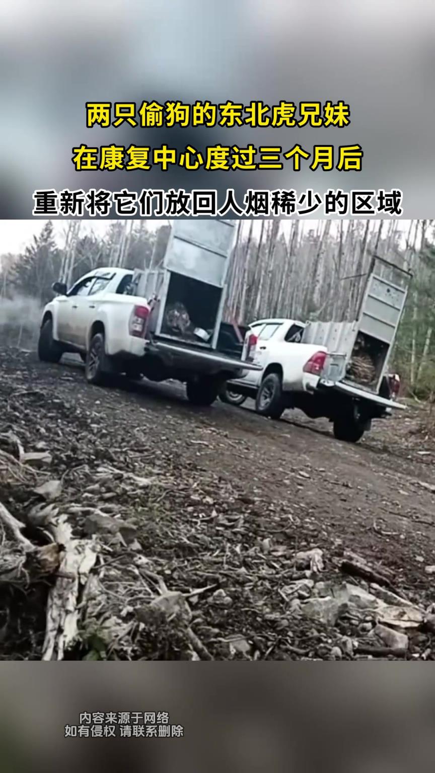 兩只偷狗的東北虎兄妹，在康復(fù)中心度過三個(gè)月后放歸！