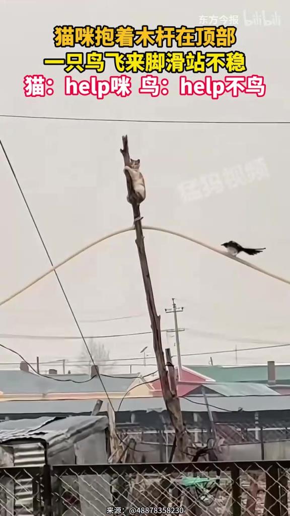 猫咪抱着木杆在顶部，一只鸟飞来脚滑站不稳，猫：help咪