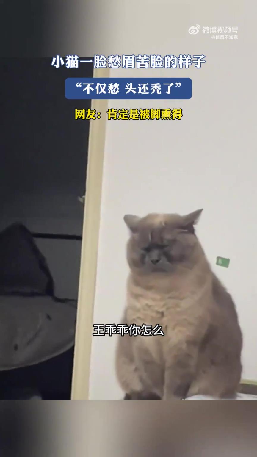 小猫愁眉苦脸，竟还面临“秃”然危机