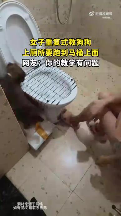 女子重复教狗狗：上厕所要跑到马桶上面