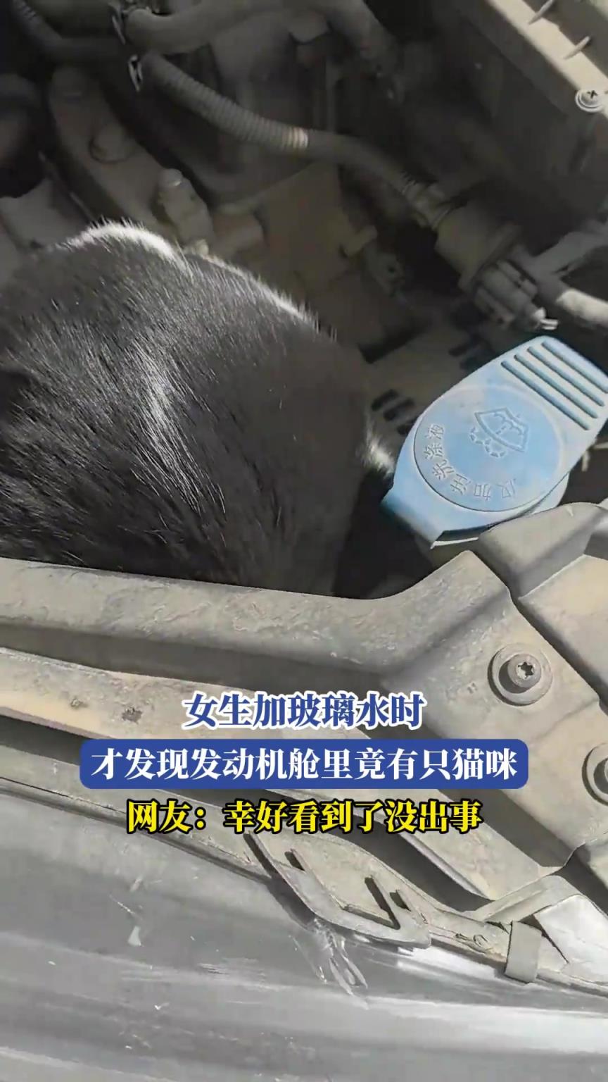 女生加玻璃水时，才发现发动机舱里竟有只猫咪