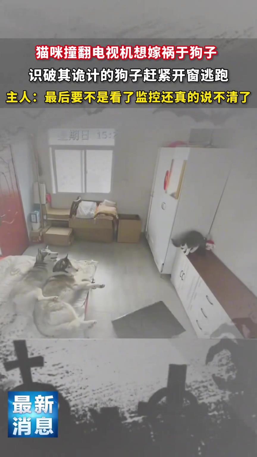 这家的猫猫狗狗没一个是不聪明的，猫咪撞翻电视机想嫁祸给狗子