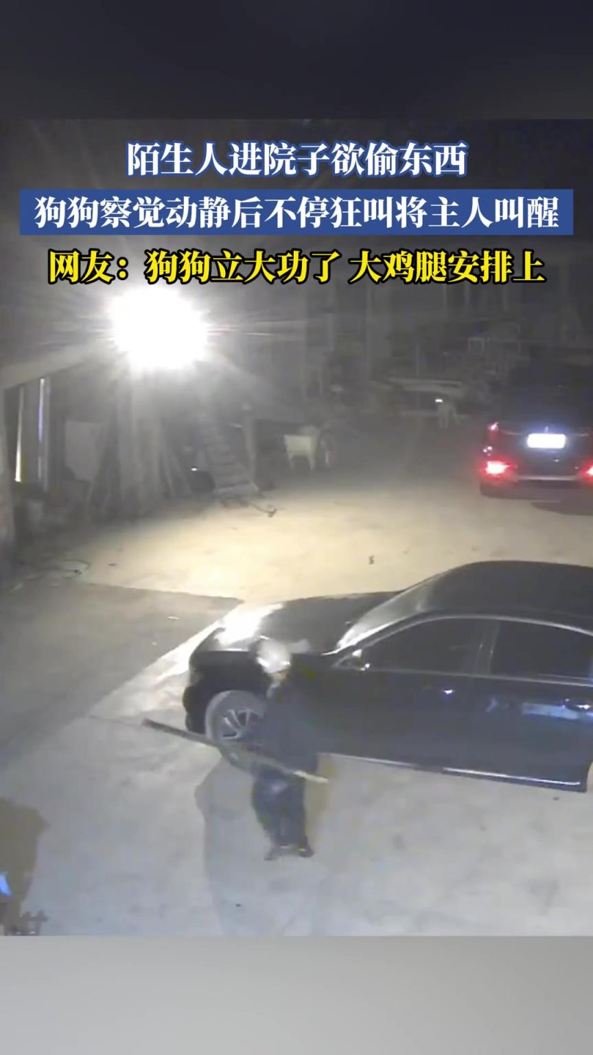 陌生人進(jìn)院子欲偷東西，狗狗察覺動(dòng)靜后不?？窠袑⒅魅私行? title=