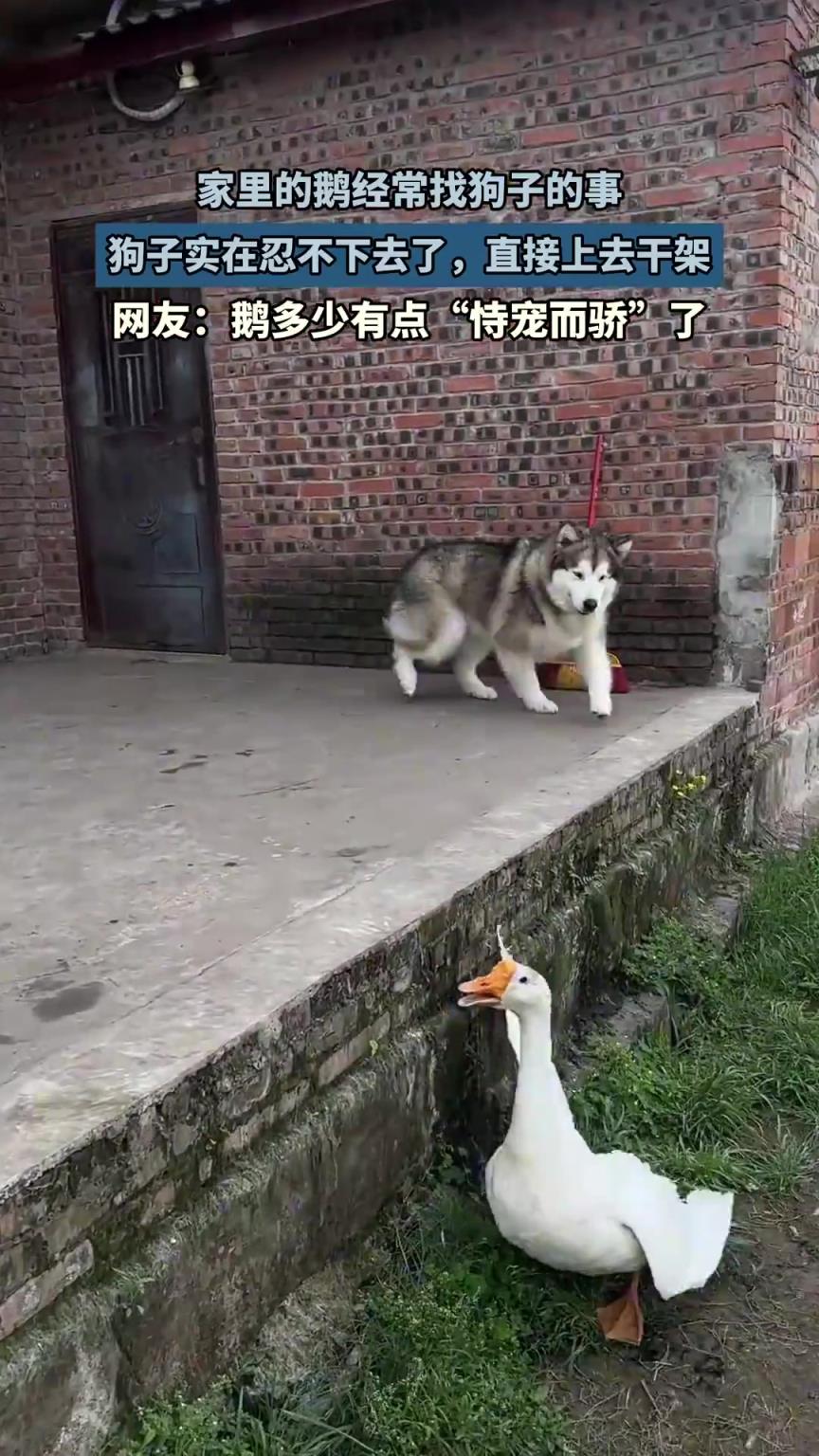家里的鹅经常找狗子的事，狗子实在忍不下去了，直接上去干架！