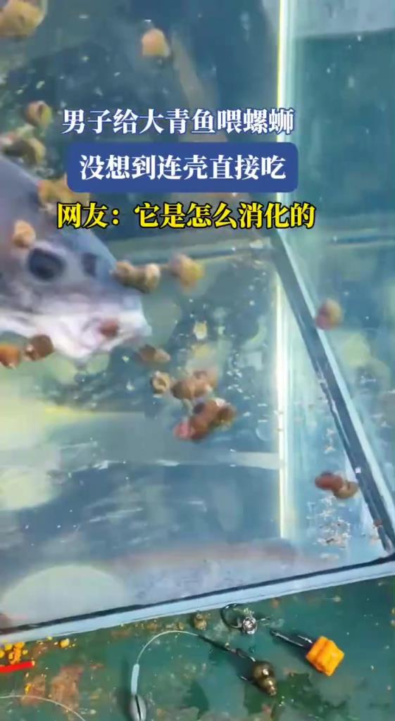 男子给大青鱼喂螺蛳,没想到连壳直接吃!!!