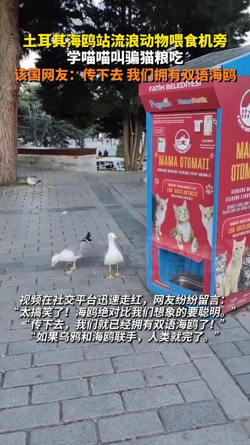 土耳其海鷗站流浪動物喂食機旁學(xué)喵喵叫騙貓糧吃