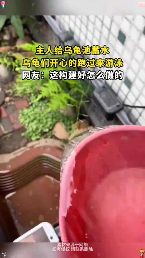 主人给乌龟池蓄水，乌龟们开心的跑过来游泳
