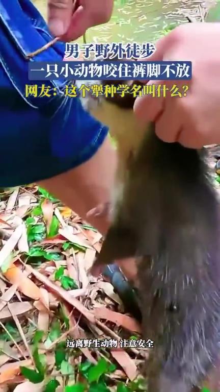 男子野外徒步，一只小动物咬住裤脚不放