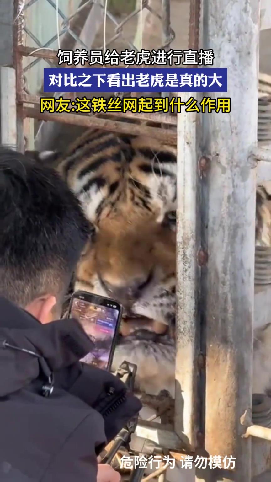 飼養(yǎng)員給老虎進(jìn)行直播，對(duì)比之下看出老虎是真的大