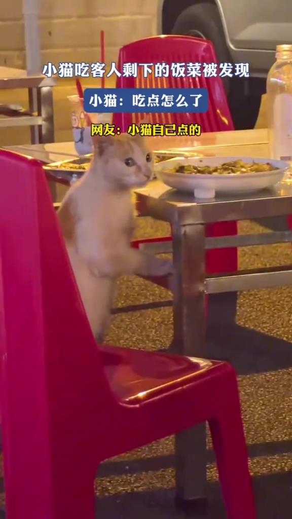 小猫吃客人剩下的饭菜被发现