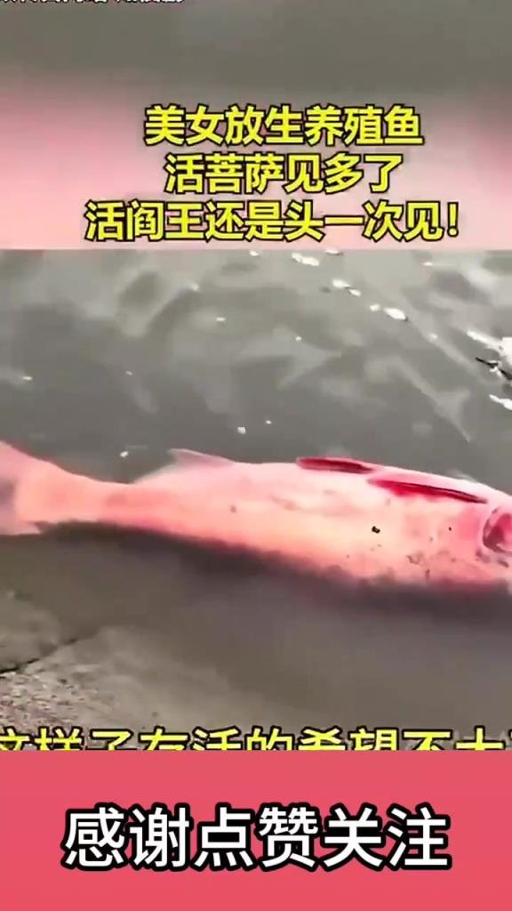 美女放生养殖鱼活菩萨见多了活阎王还是头一次见！