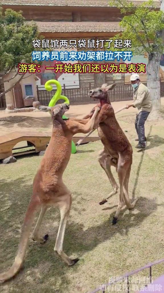 袋鼠馆两只袋鼠打了起来,饲养员前来劝架都拉不开!!