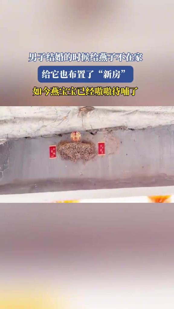 男子结婚的时候给燕子不在家，给它也布置了“新房”