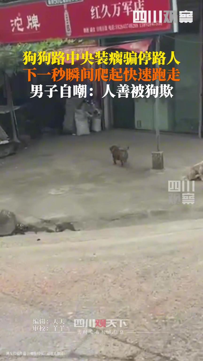 小狗路中装瘸骗路人，路人感叹“好造孽”！！