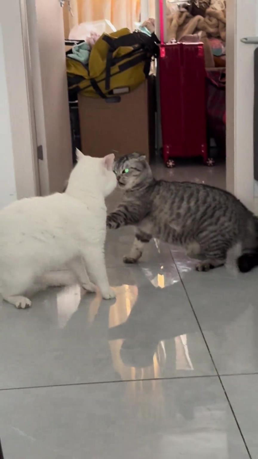 狸花猫：好了好了点到为止就行了！！！