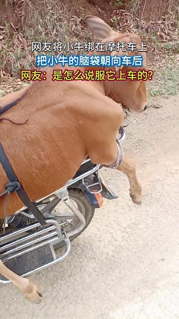 网友将小牛绑在摩托车上,把小牛的脑袋朝向车后!!