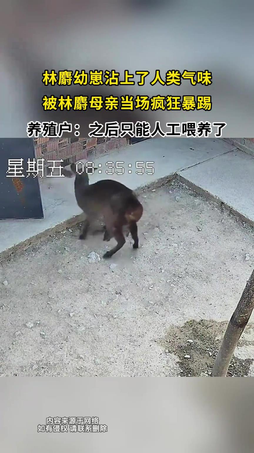 林麝幼崽沾上了人类气味，被林麝母亲当场疯狂暴踢