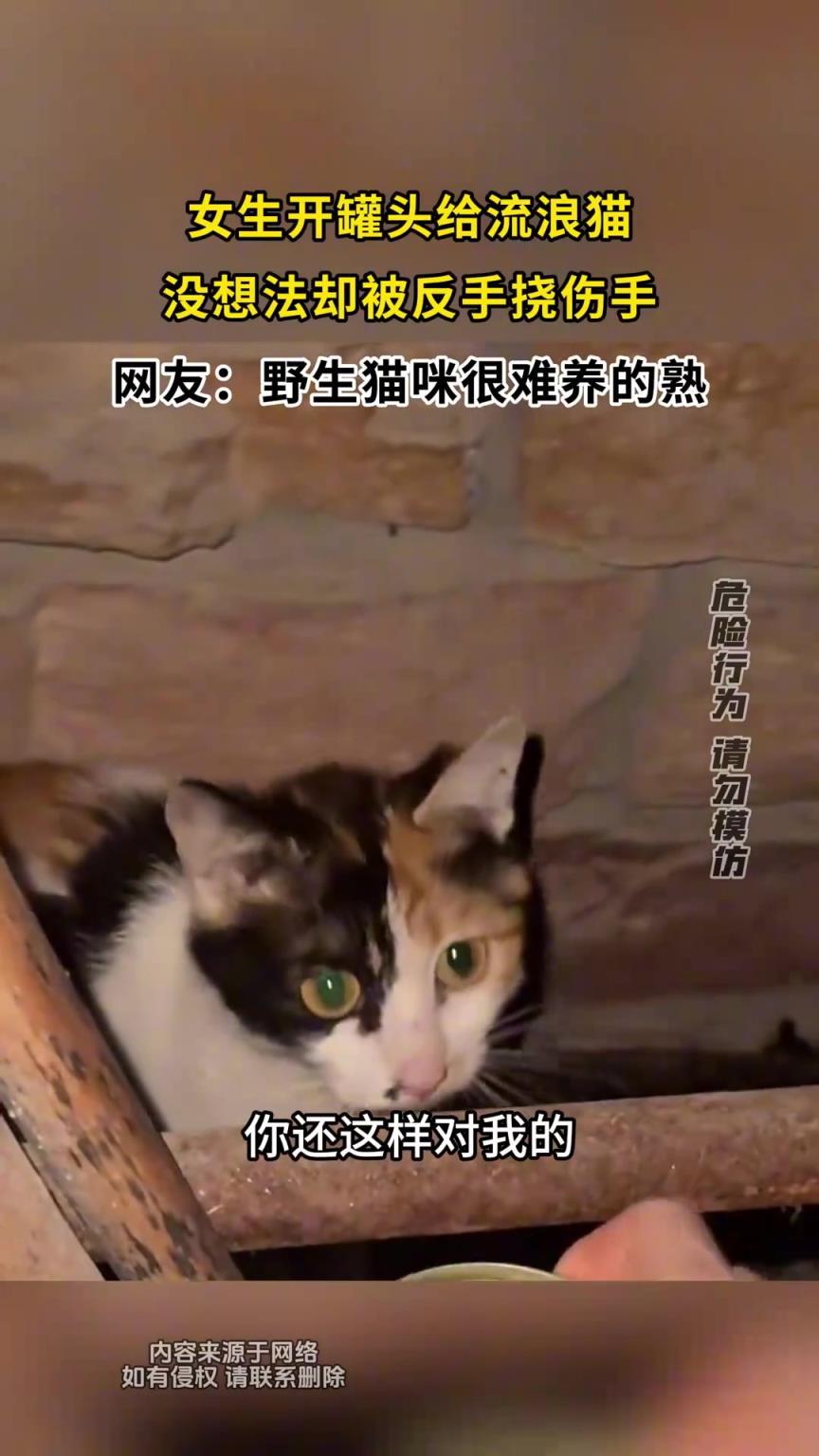 女生开罐头给流浪猫，没想法却被反手挠伤手