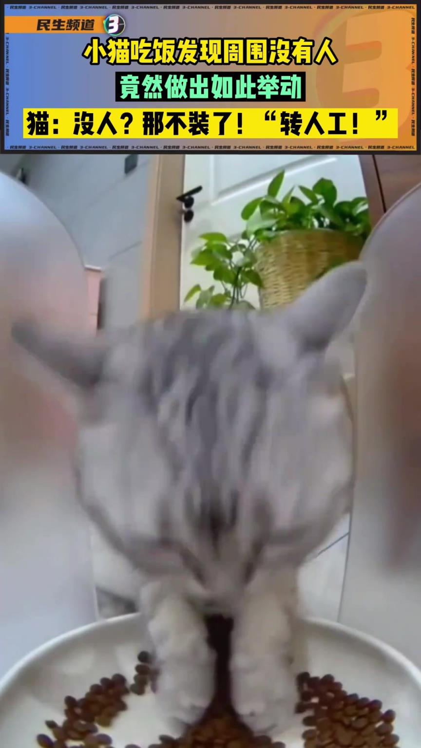 小猫吃饭发现周围没有人，竟然做出如此举动