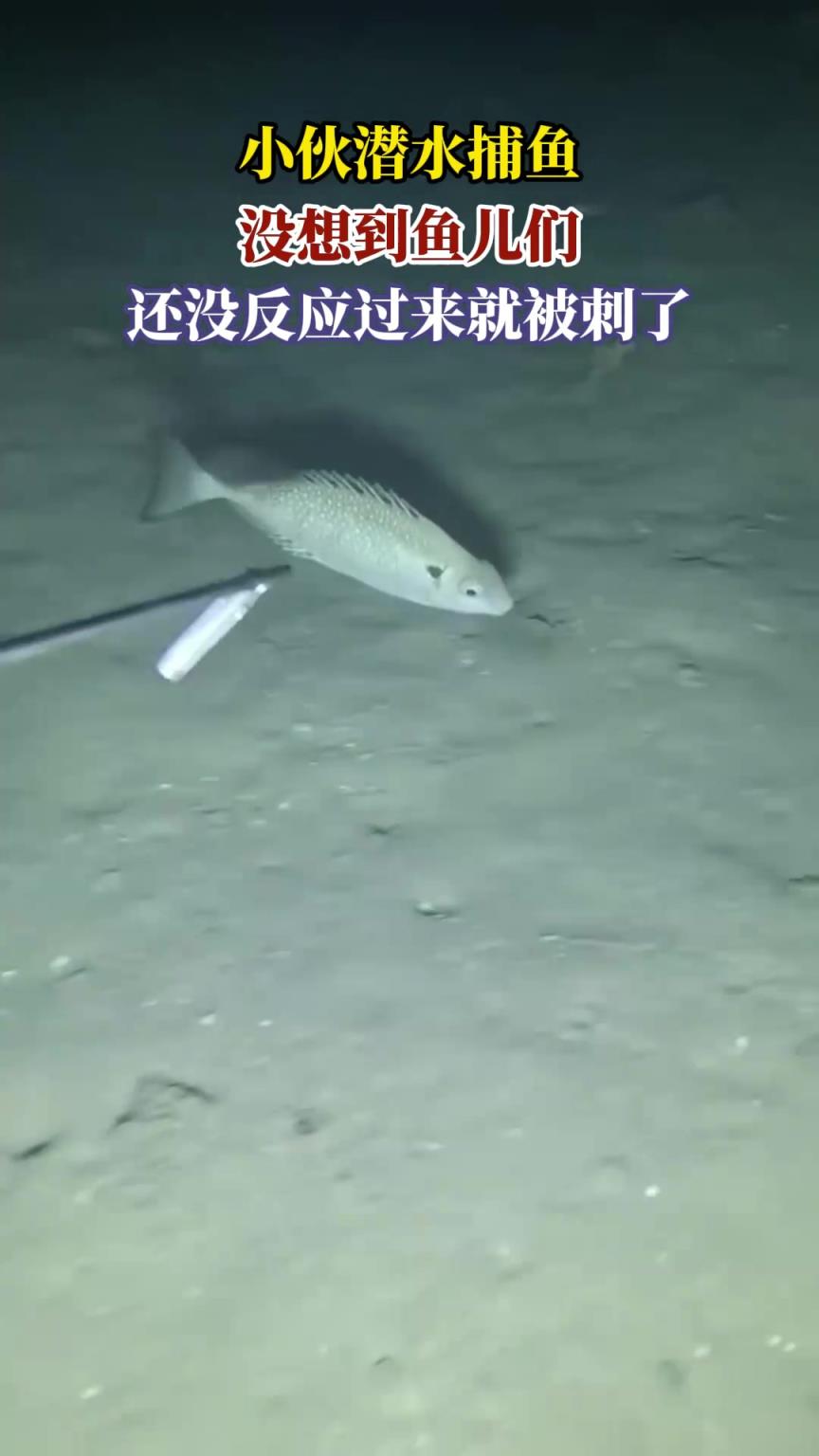 小伙潛水捕魚，沒想到魚兒們，還沒反應過來就被刺了