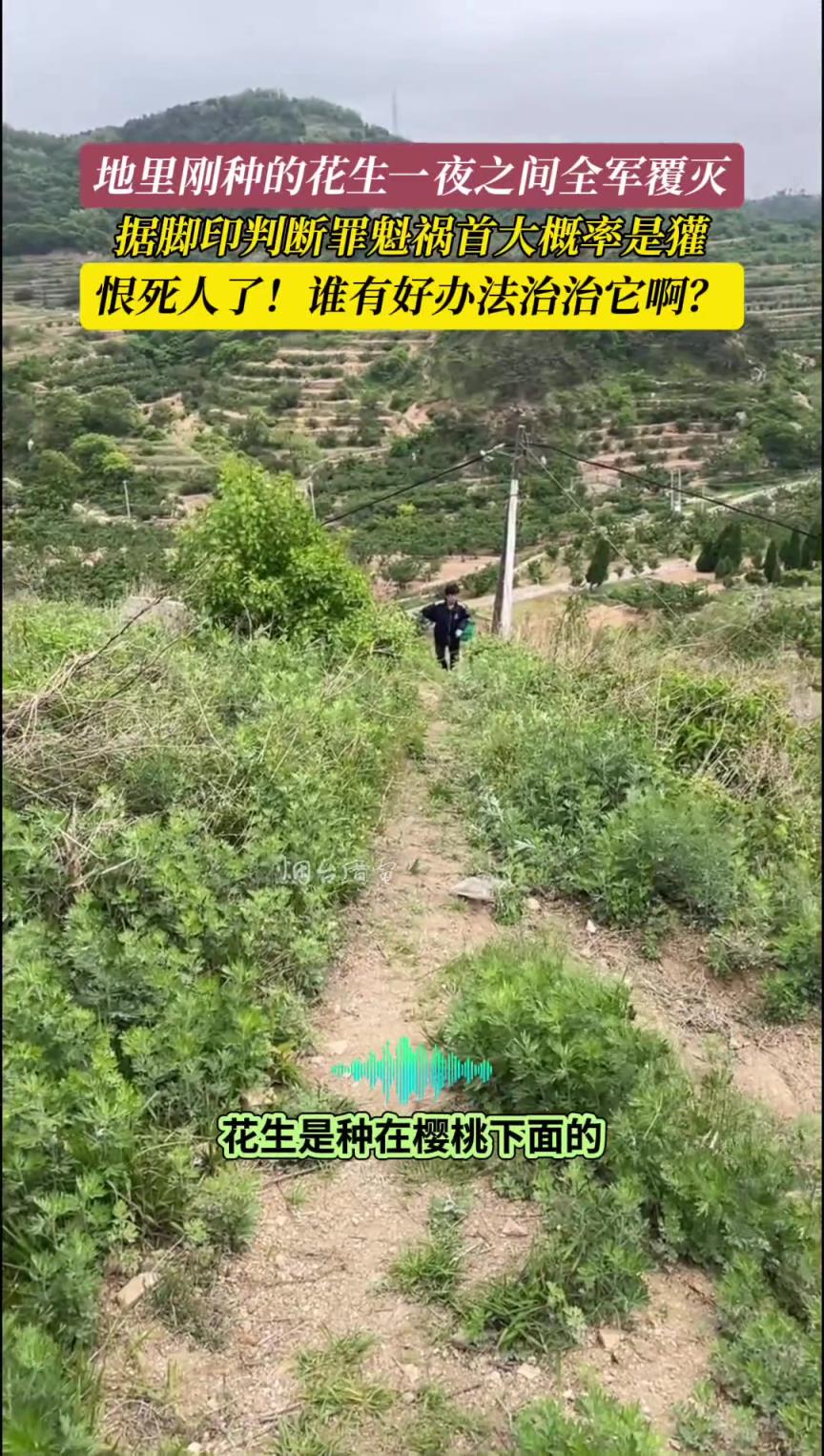 地里刚种的花生一夜之间全军覆灭，这恨死人的的獾拿你怎么办才好
