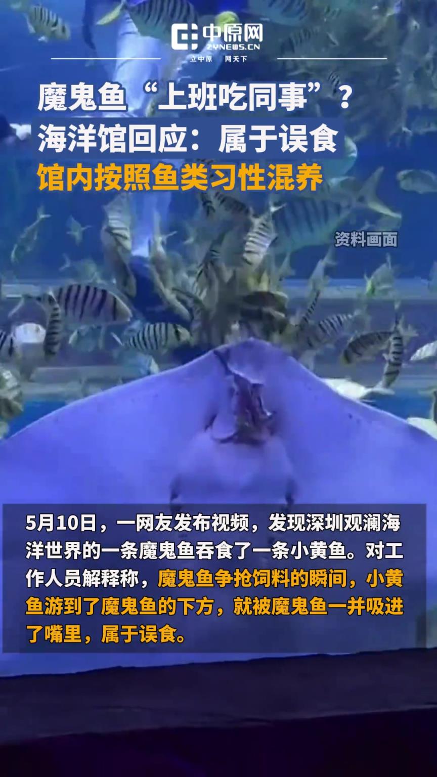魔鬼魚“上班吃同事”？
