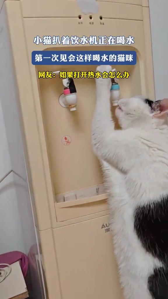 小猫扒着饮水机正在喝水 第一次见会这样喝水的猫咪