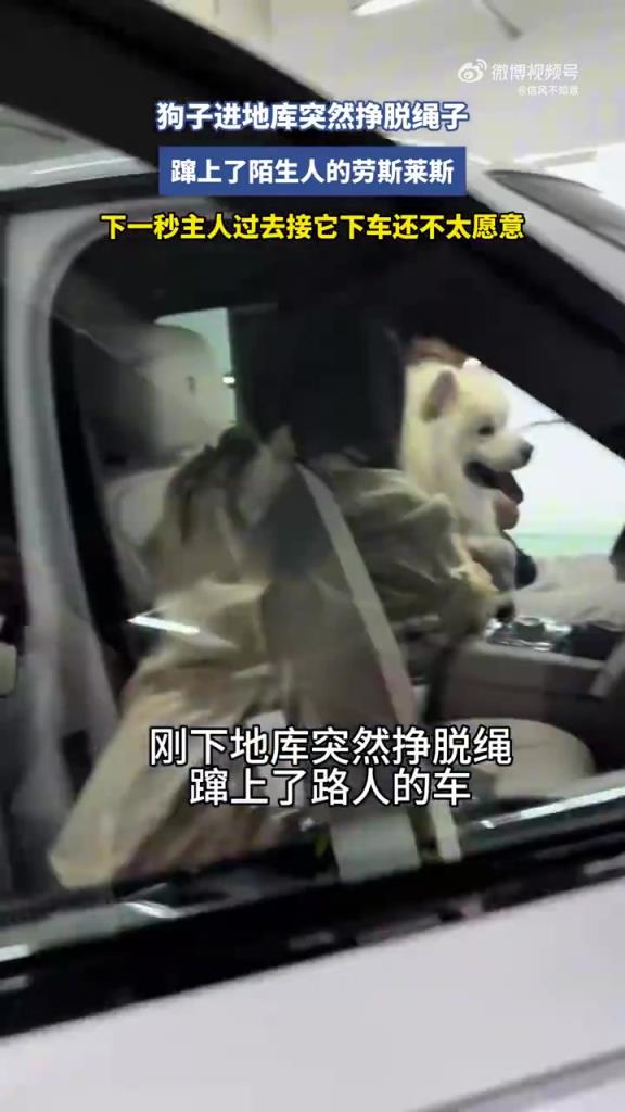 狗子进地库突然挣脱绳子，蹿上了陌生人的劳斯莱斯！